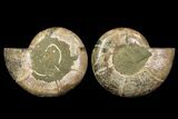 Cut & Polished Ammonite (Anapuzosia?) Pair - Madagascar #77408-1